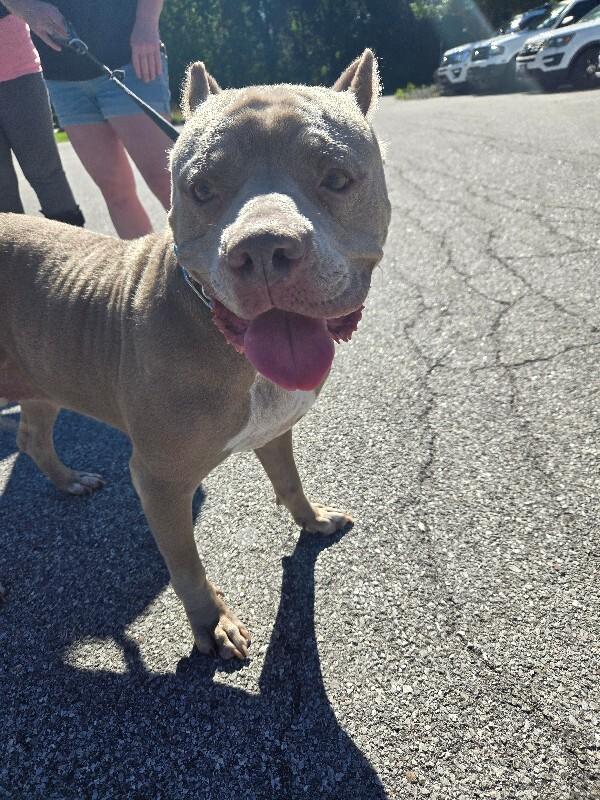 Enlarge Charlotte, a Adoptable Mixed Breed in Rochester, NY image 3/6