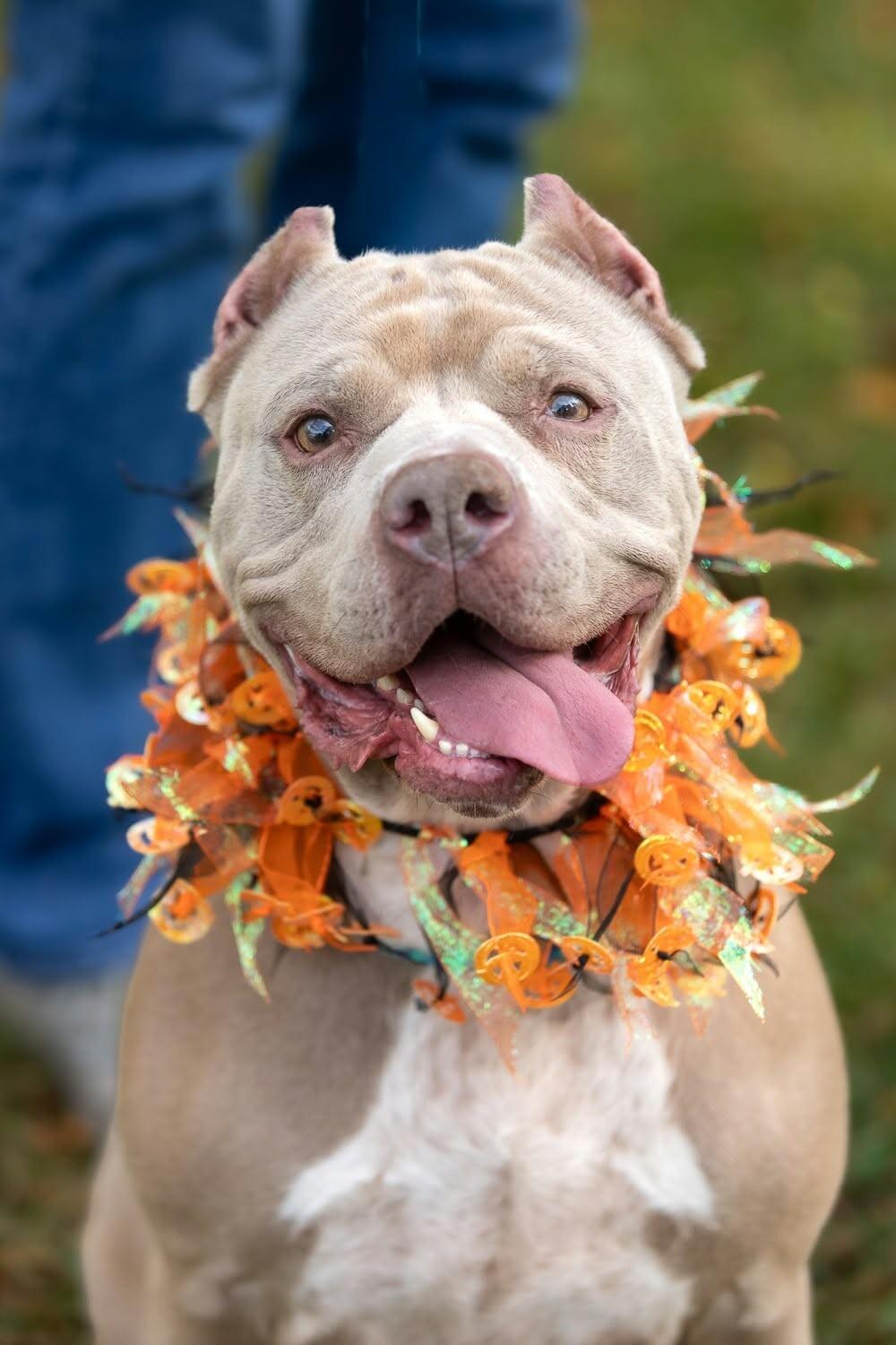 Enlarge Charlotte, a Adoptable Mixed Breed in Rochester, NY image 4/6