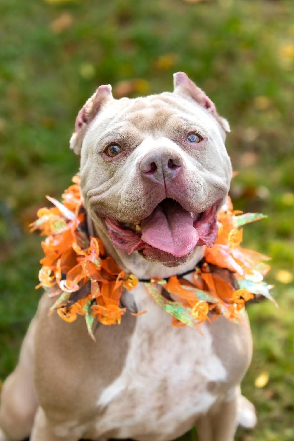Enlarge Charlotte, a Adoptable Mixed Breed in Rochester, NY image 5/6