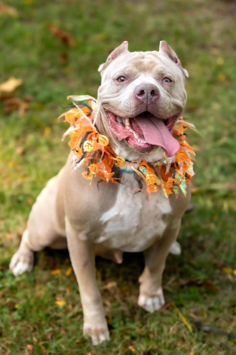 Enlarge Charlotte, a Adoptable Mixed Breed in Rochester, NY image 6/6