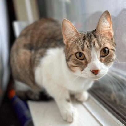 Enlarge Jake, a Adoptable Domestic Short Hair in North Richland Hills, TX image 1/1