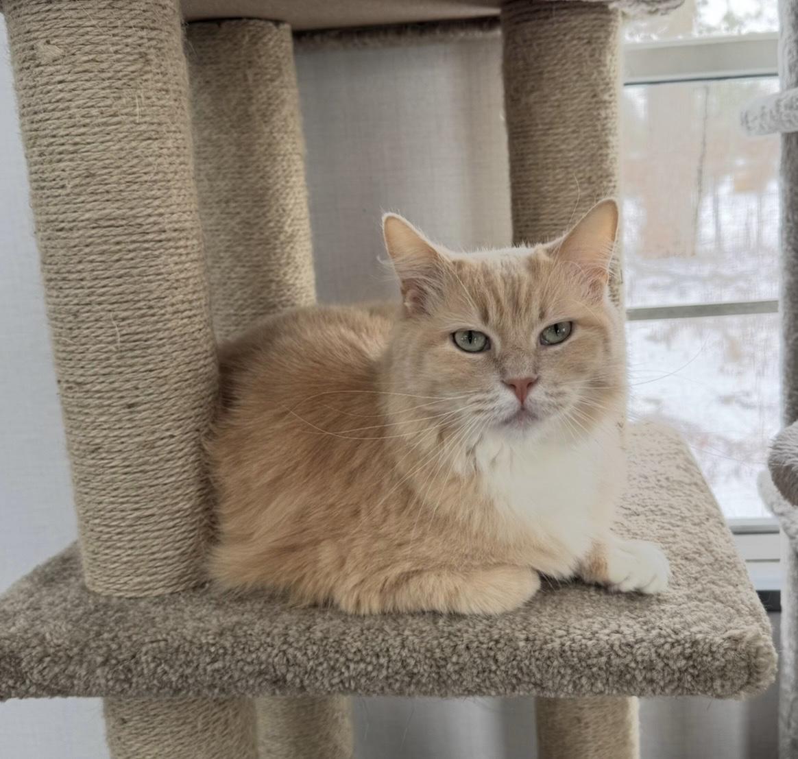 Mariana , adopted, Adult Female Domestic Medium Hair.