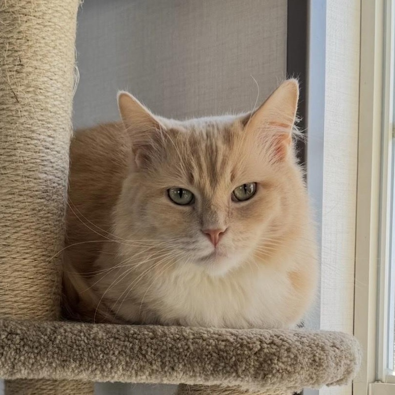 Enlarge Mariana , an adopted Domestic Medium Hair in Goshen, IN image 2/2