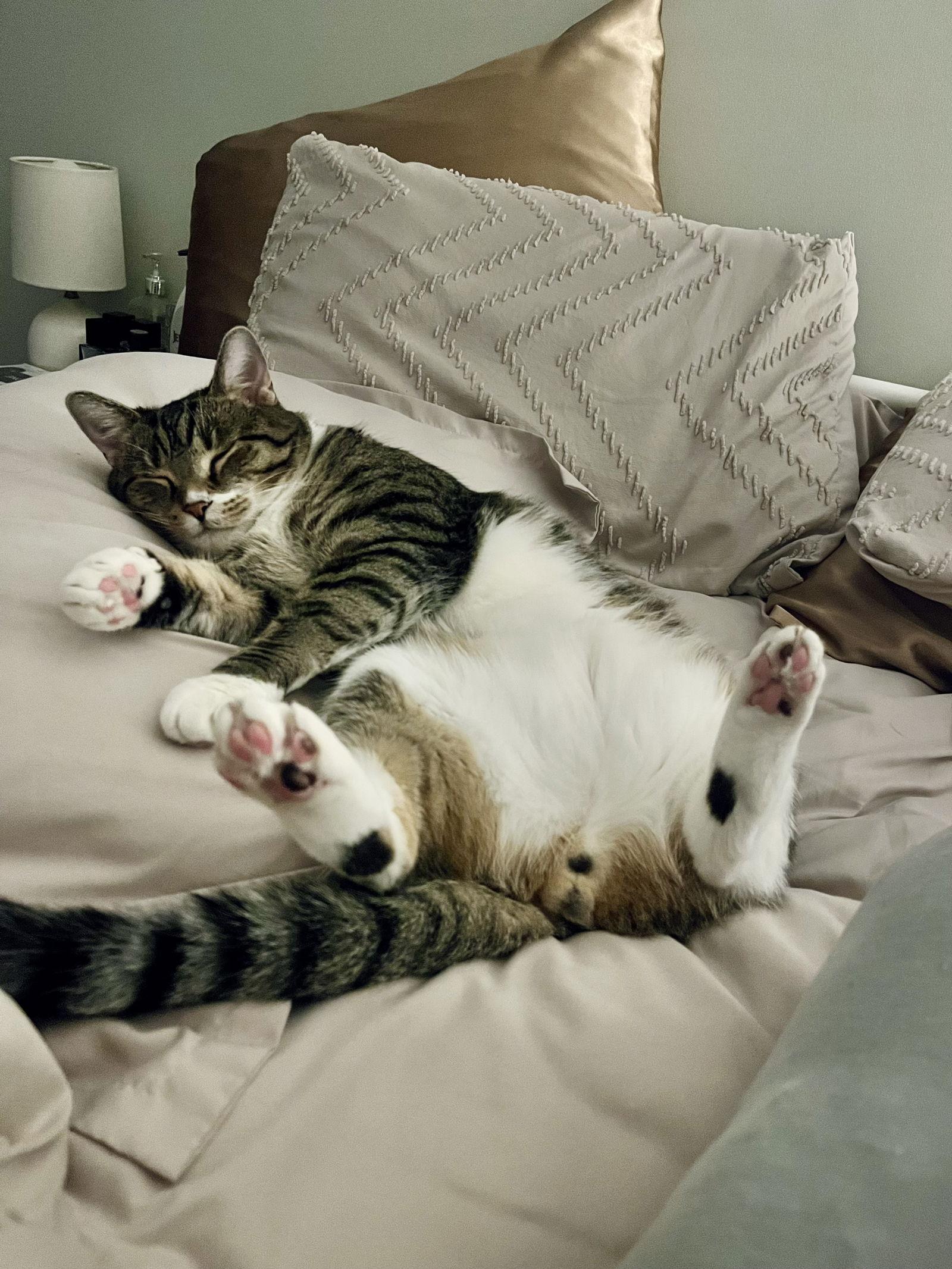 Hopper, Adoptable, Adult Male Domestic Short Hair.