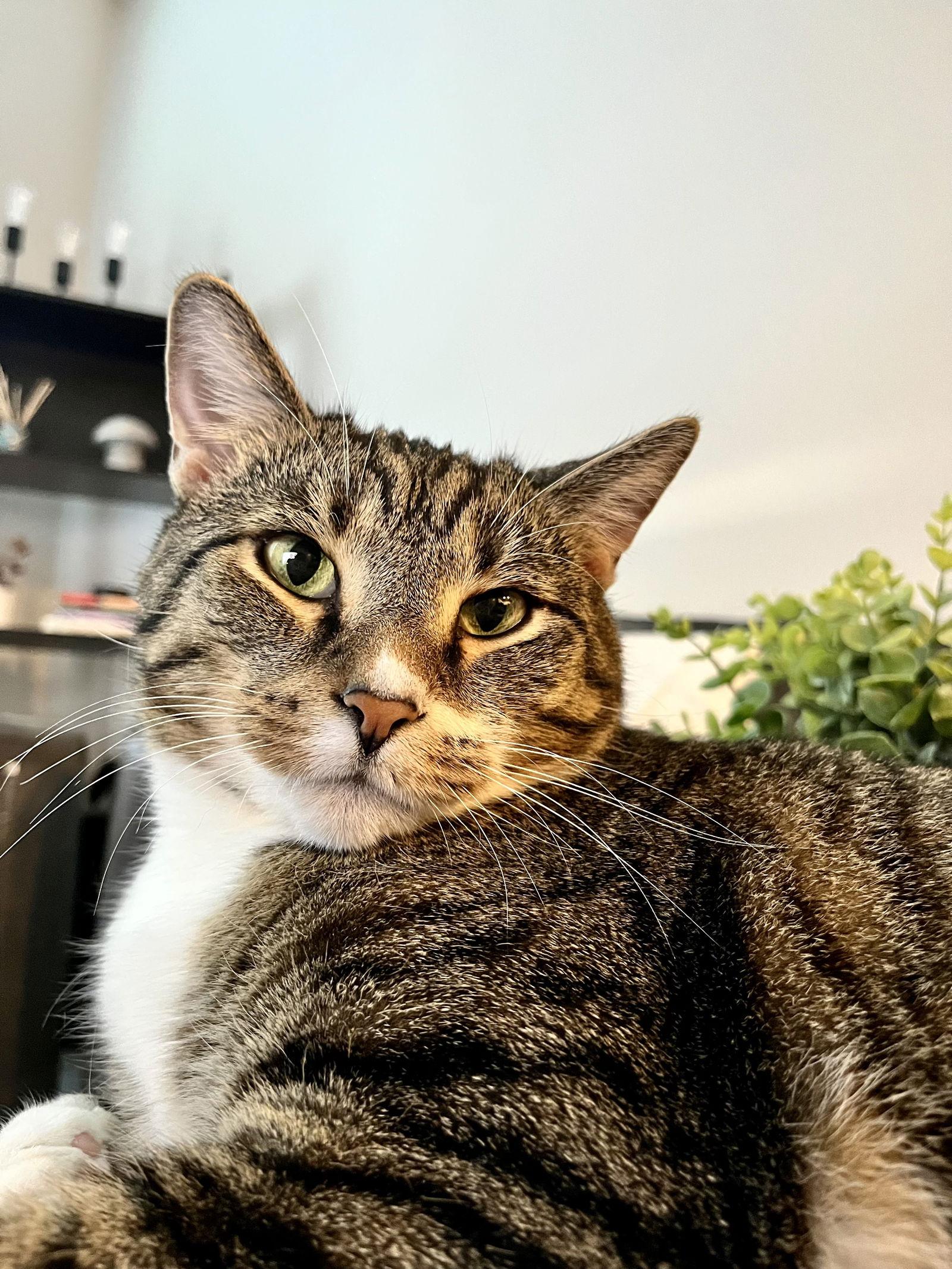 Enlarge Hopper, a Adoptable Domestic Short Hair in Columbus, OH image 2/3