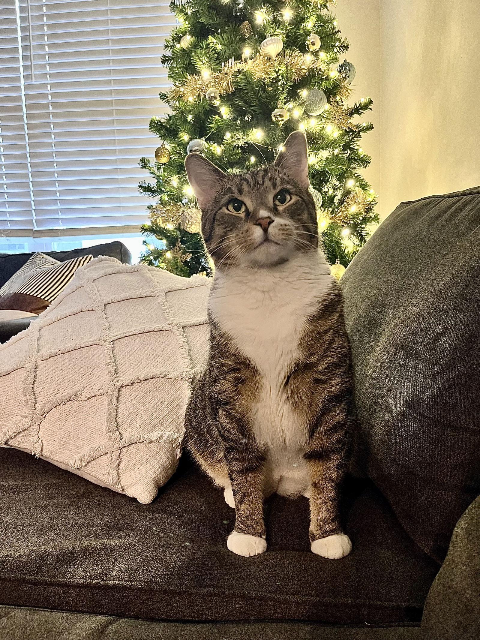 Enlarge Hopper, a Adoptable Domestic Short Hair in Columbus, OH image 3/3