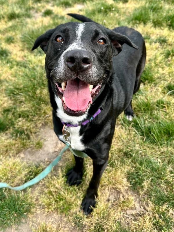 Willow, Adoptable, Adult Female Labrador Retriever.
