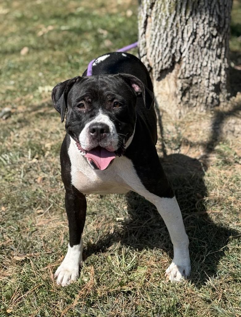 Enlarge Jersey, a Adoptable mixed breed in Springfield, IL image 1/6