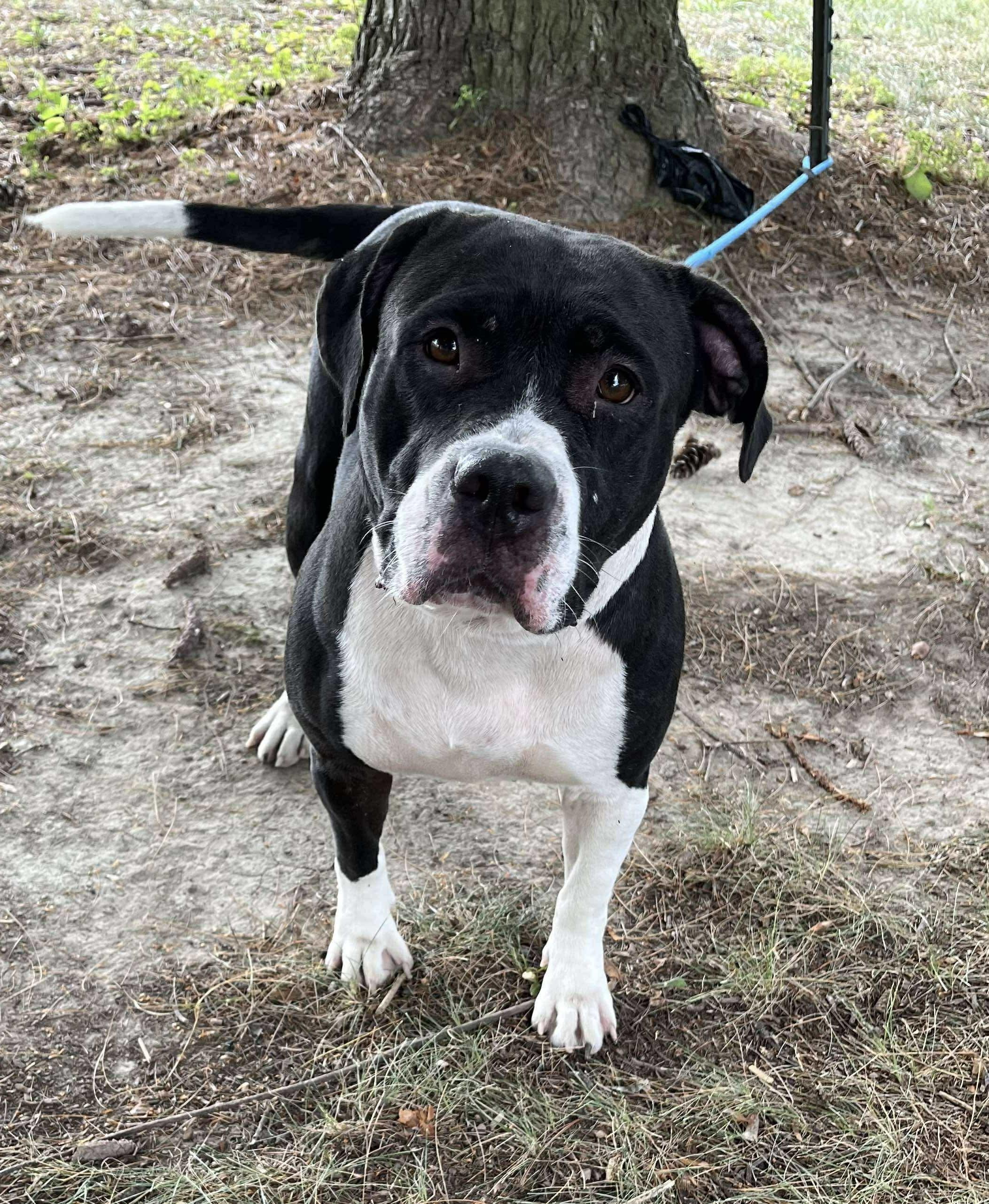 Enlarge Jersey, a Adoptable mixed breed in Springfield, IL image 5/6