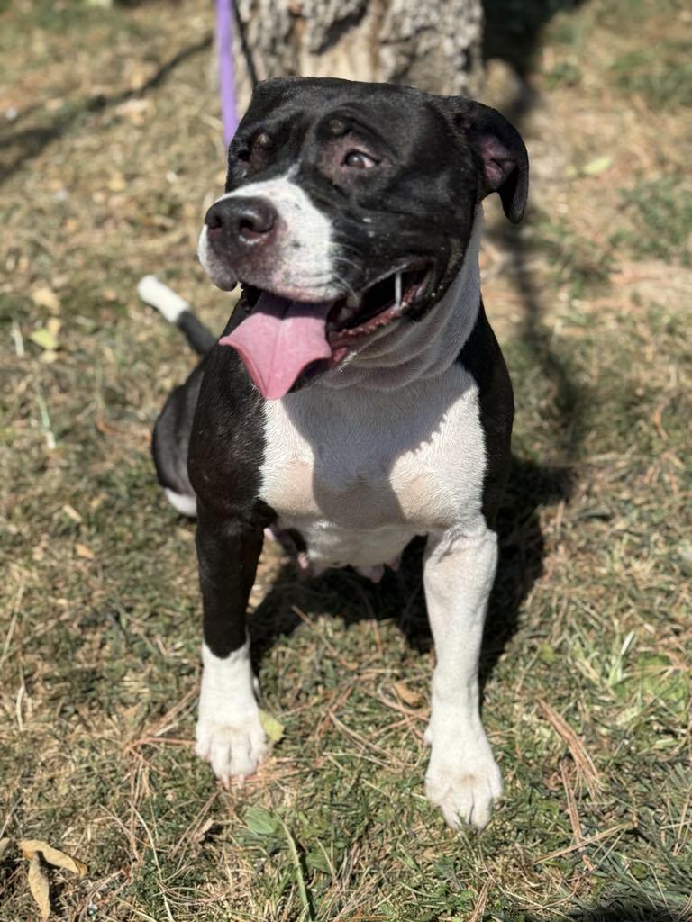 Enlarge Jersey, a Adoptable mixed breed in Springfield, IL image 6/6