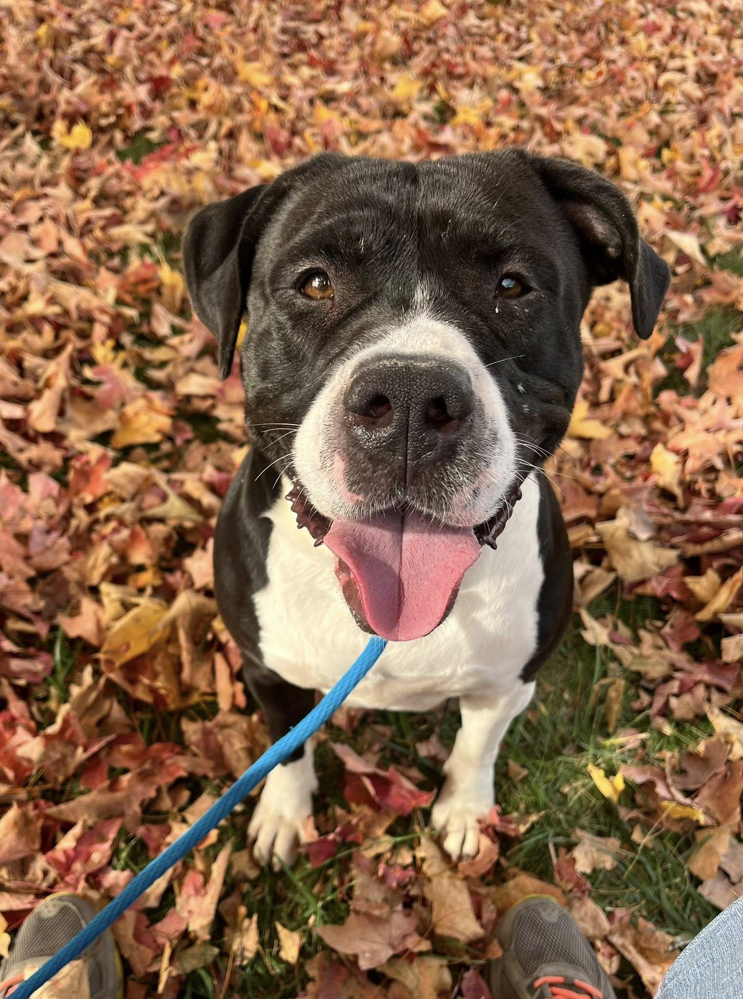 Enlarge Jersey, a Adoptable mixed breed in Springfield, IL image 2/6
