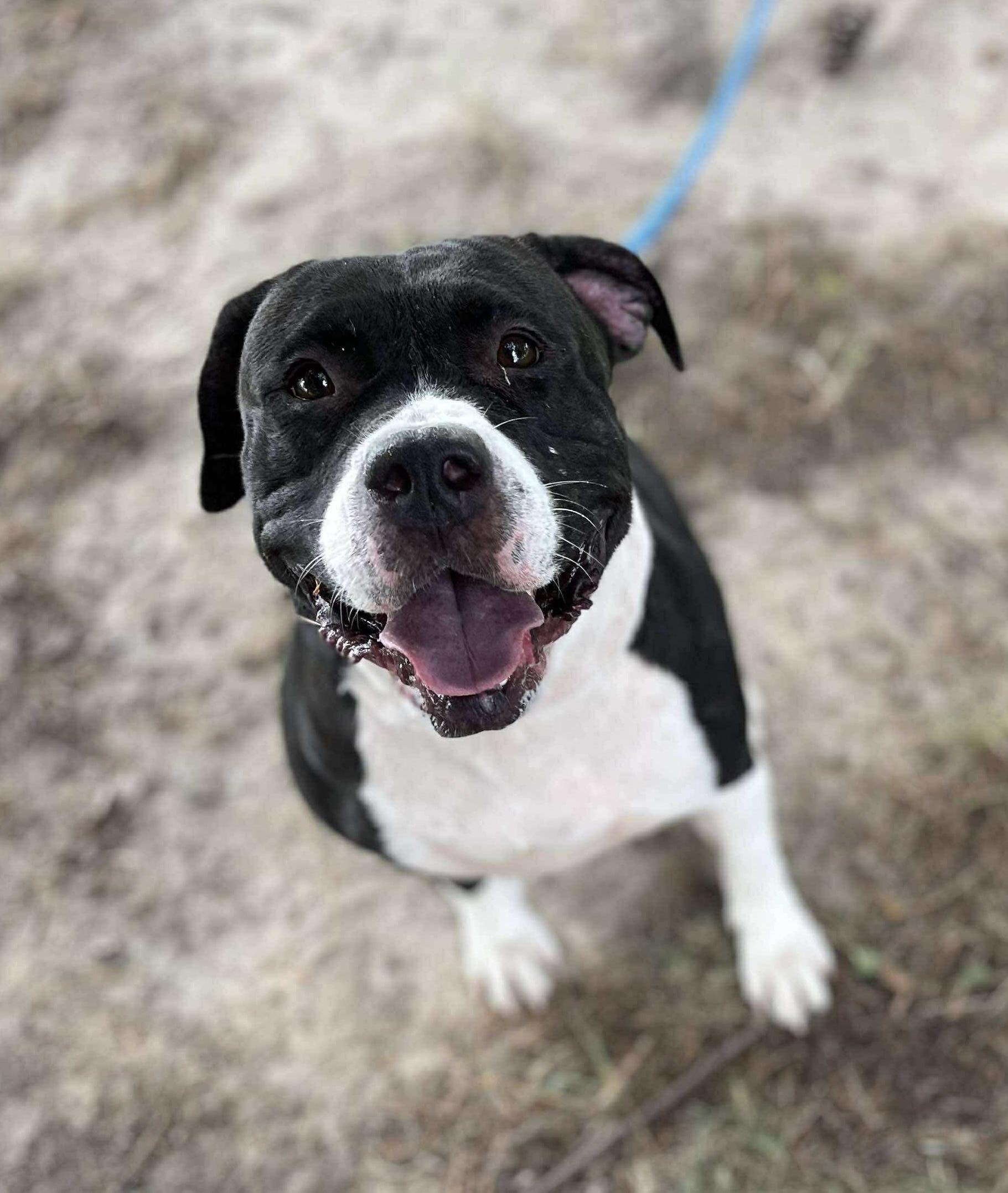 Enlarge Jersey, a Adoptable mixed breed in Springfield, IL image 4/6