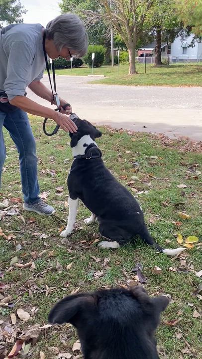 Enlarge Jersey, a Adoptable mixed breed in Springfield, IL video 3/6