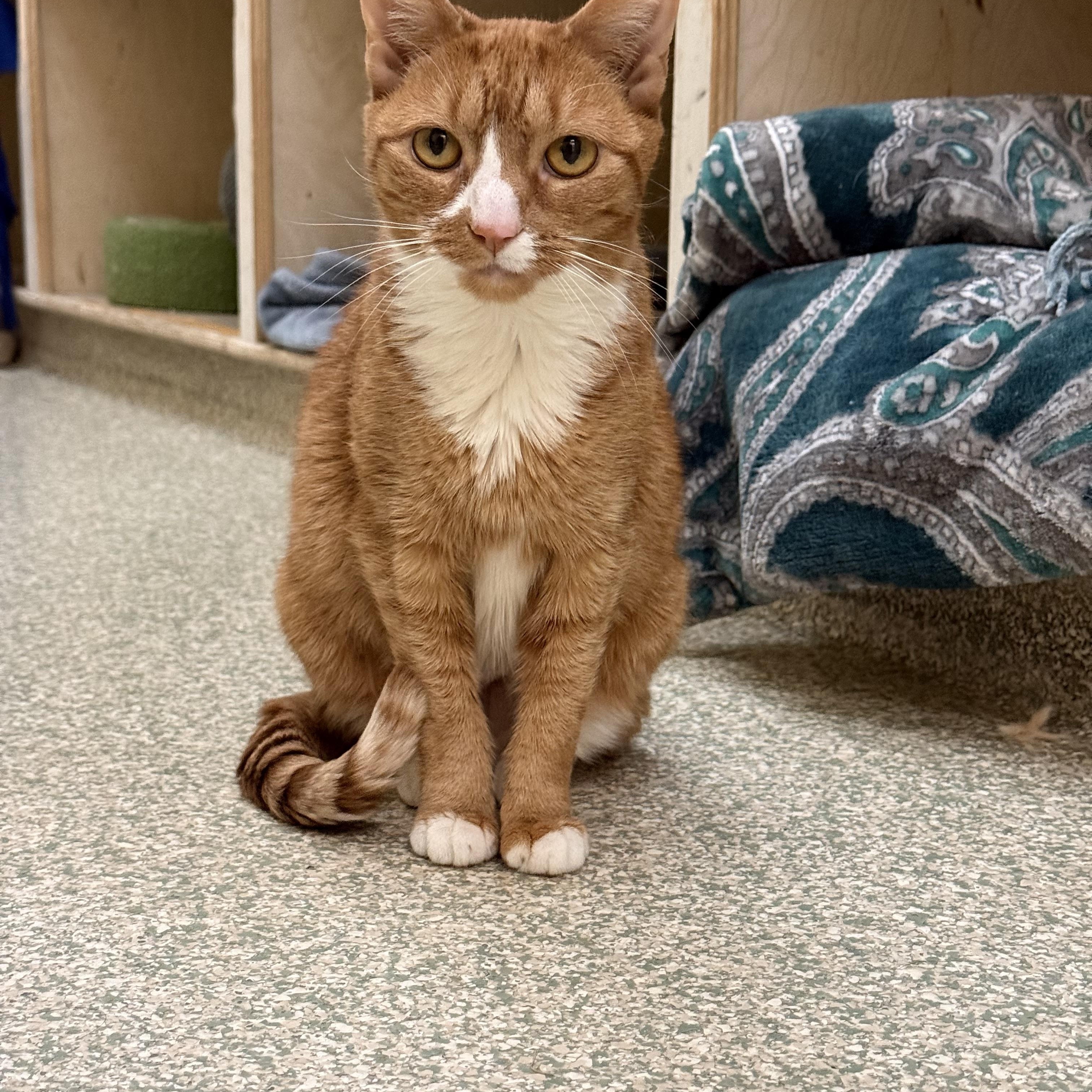 Enlarge Leona, a ADOPTABLE Domestic Short Hair in Brownsville, VT image 1/1