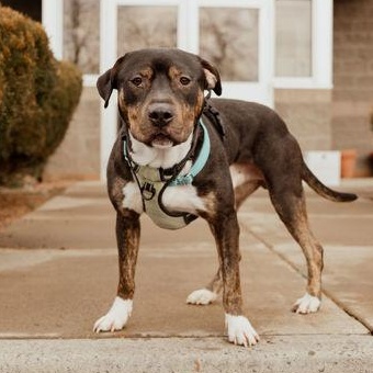 Stewart, adopted, Adult Male American Bully.