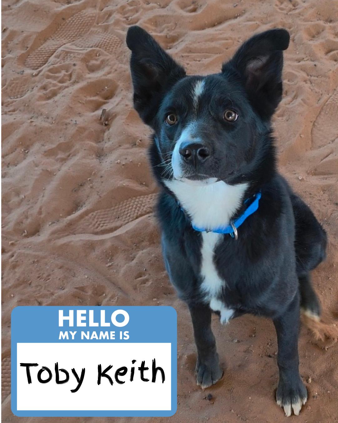 Enlarge Toby Keith, a ADOPTABLE Border Collie in Torrey, UT image 1/1