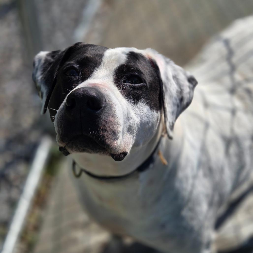 Enlarge Belladonna, a Adoptable Mixed Breed in Red House, WV image 1/4
