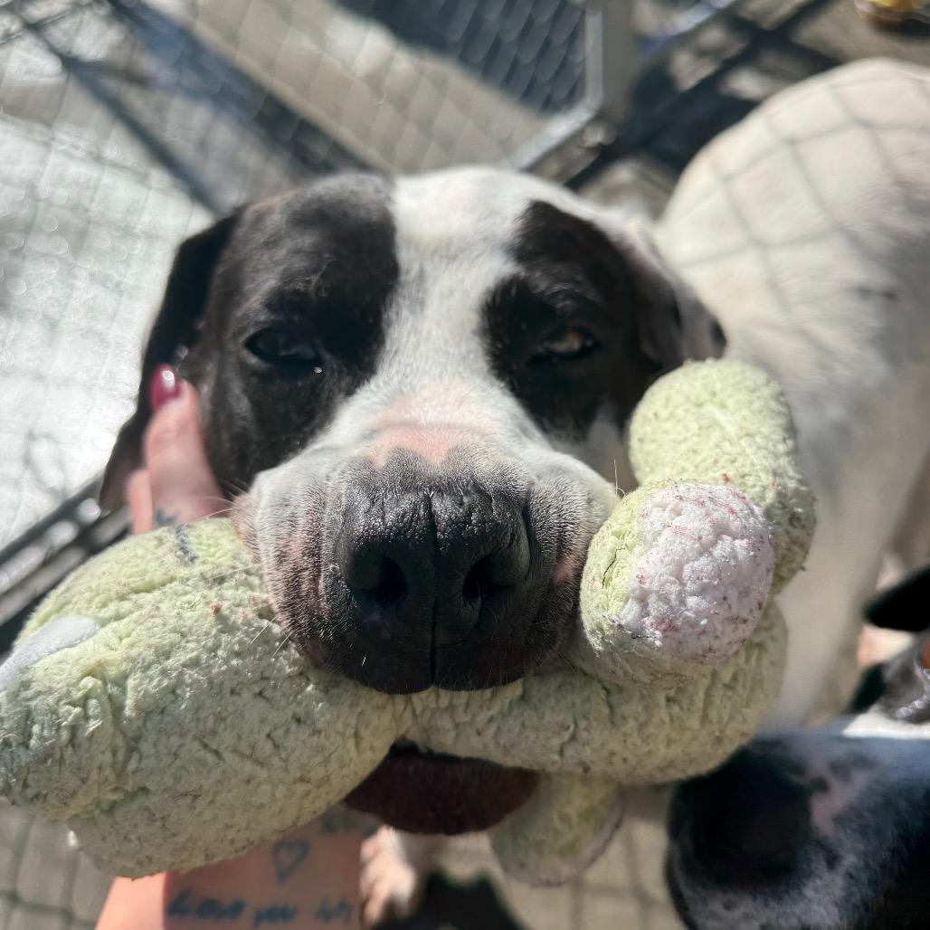 Belladonna, Adoptable, Adult Female Mixed Breed.