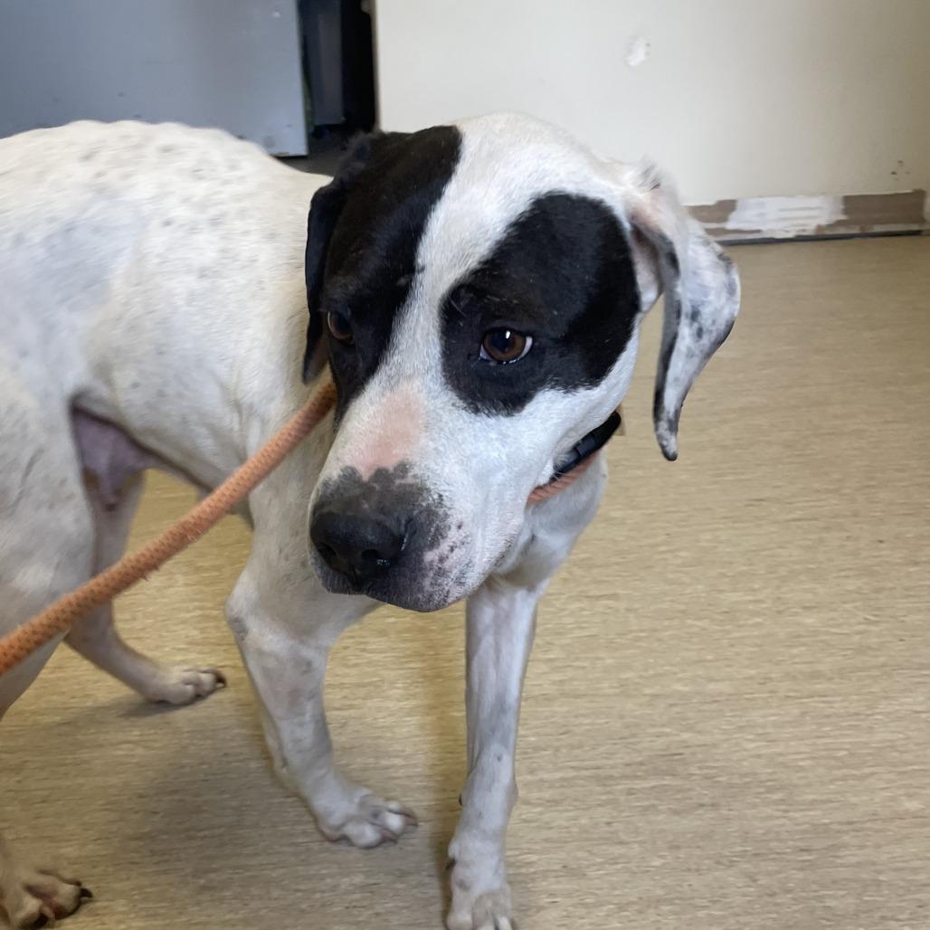 Belladonna, a Adoptable Mixed Breed in Red House, WV image 1/2