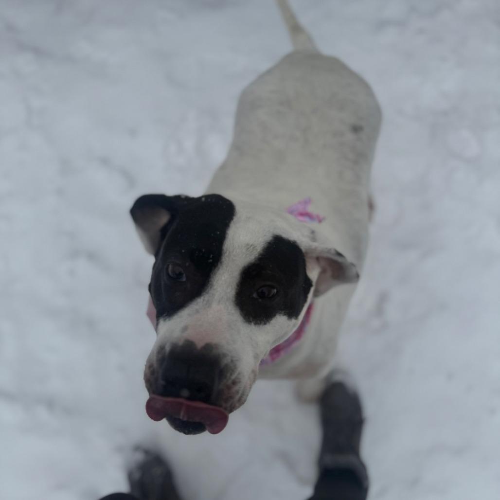 Belladonna, a Adoptable Mixed Breed in Red House, WV image 2/2
