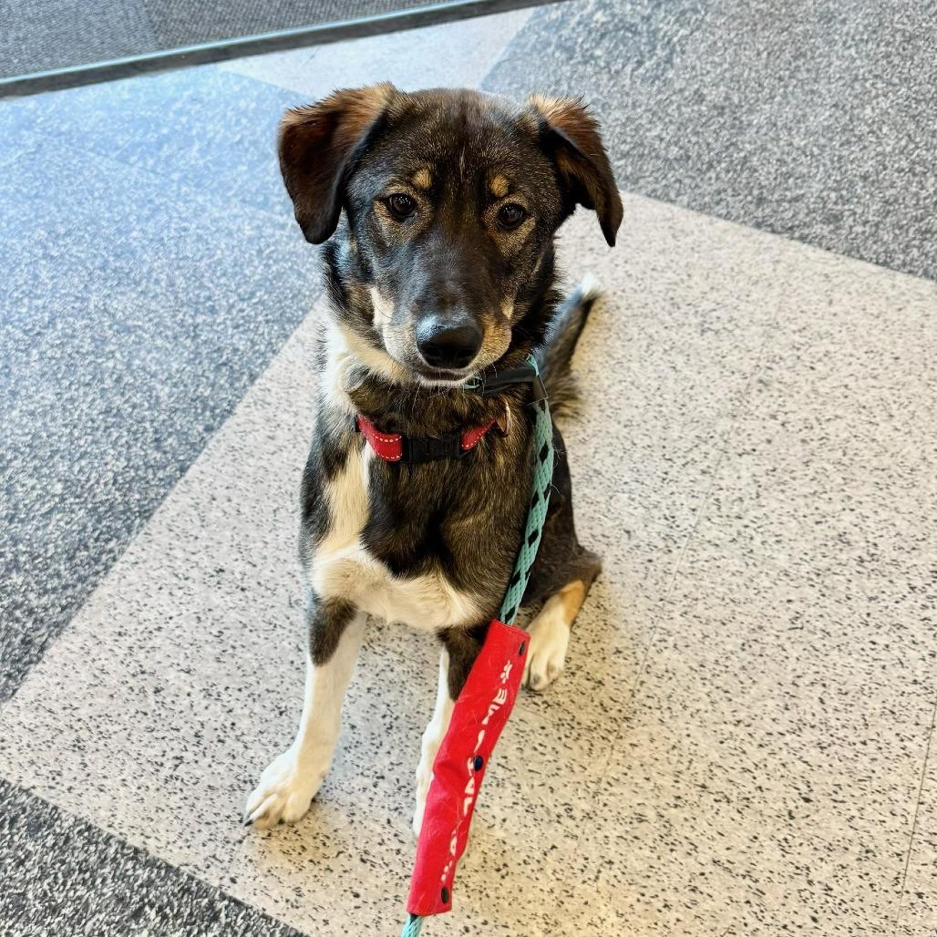 Mocha — thumbnail 3