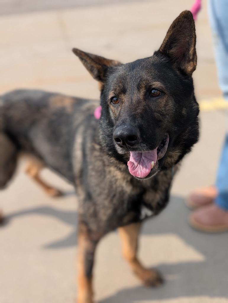 Amity - PENDING ADOPTION, Adoptable, Young Female German Shepherd Dog.