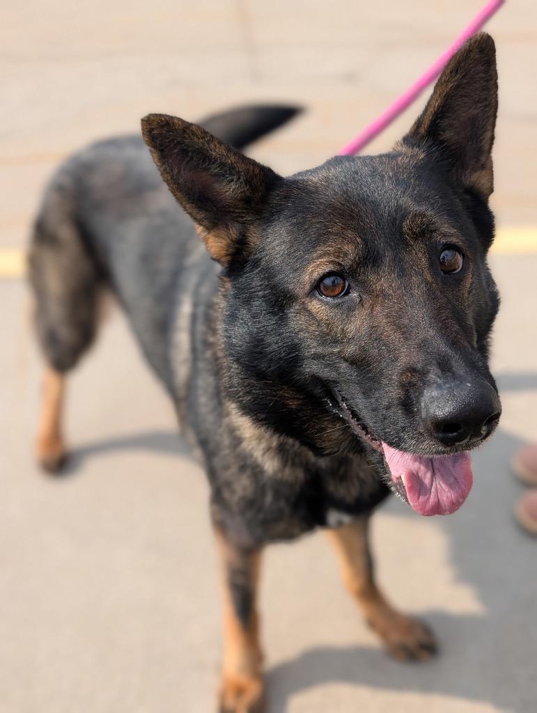 Amity, Adoptable, Young Female German Shepherd Dog.