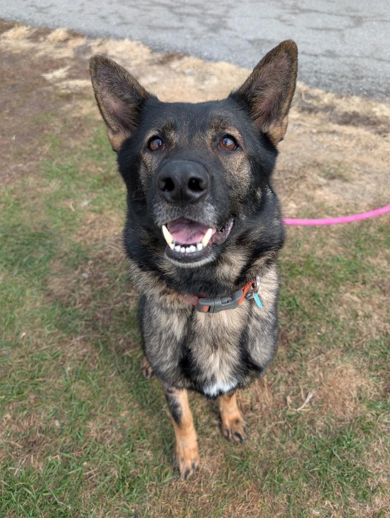 Enlarge Amity - PENDING ADOPTION, a Adoptable German Shepherd Dog in Defiance, OH image 2/4
