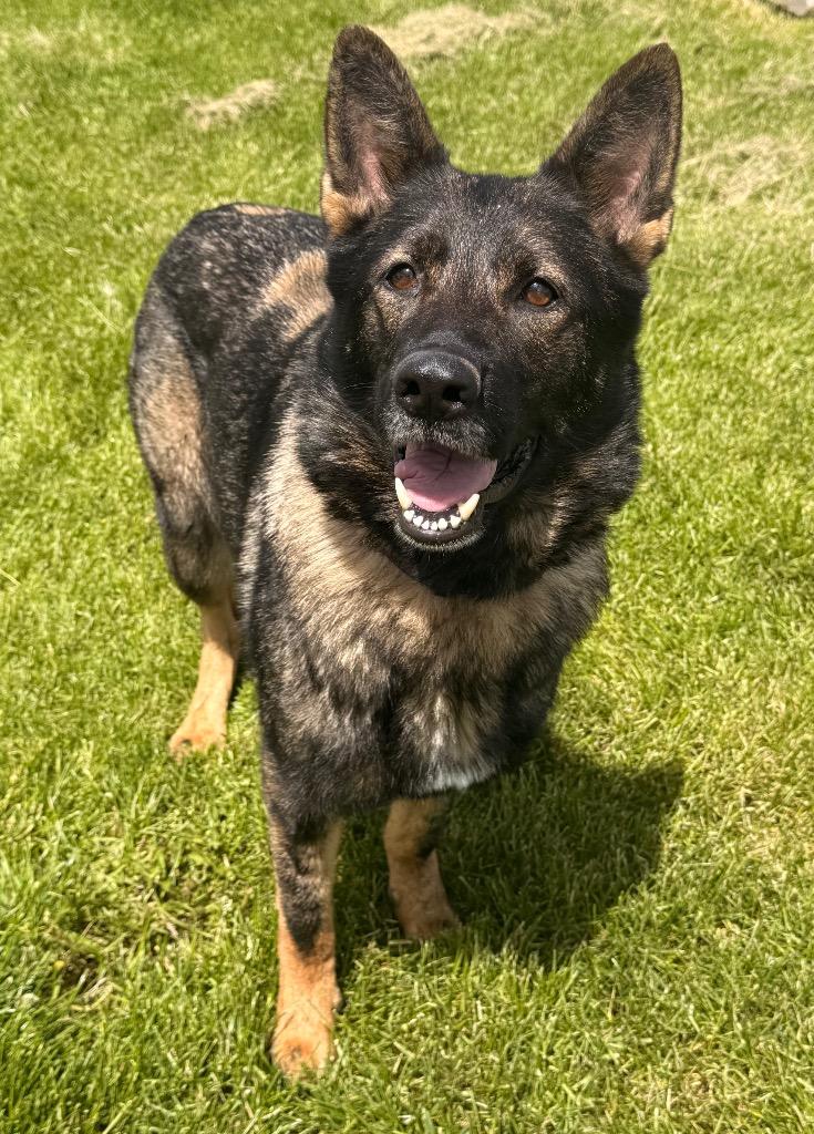 Amity, a Adoptable German Shepherd Dog in Defiance, OH image 5/6