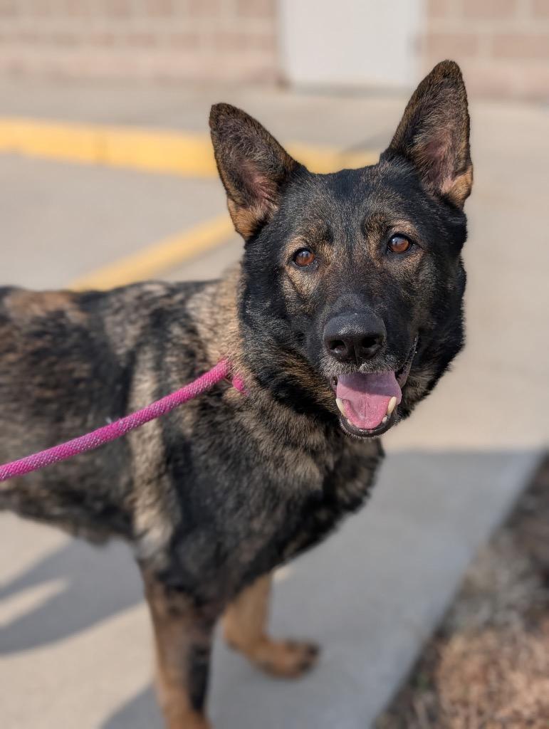 Enlarge Amity - PENDING ADOPTION, a Adoptable German Shepherd Dog in Defiance, OH image 4/4