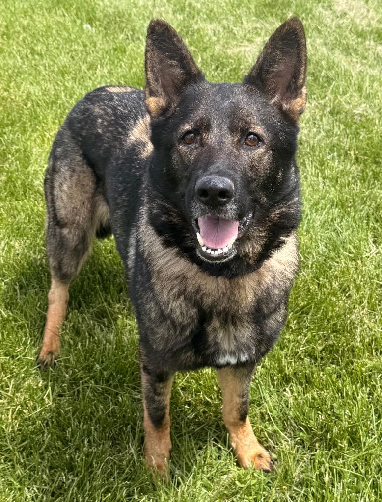Amity, a Adoptable German Shepherd Dog in Defiance, OH image 6/6