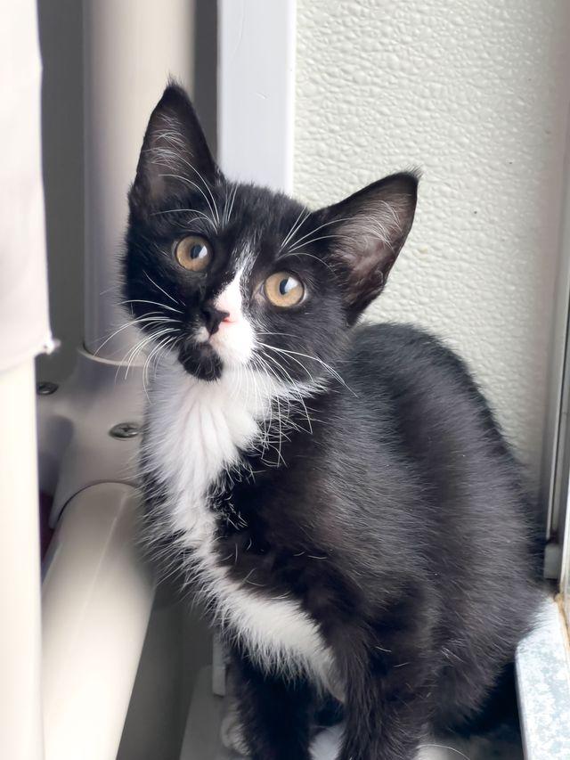 Norma Jean, ADOPTABLE, Kitten Female Domestic Short Hair.