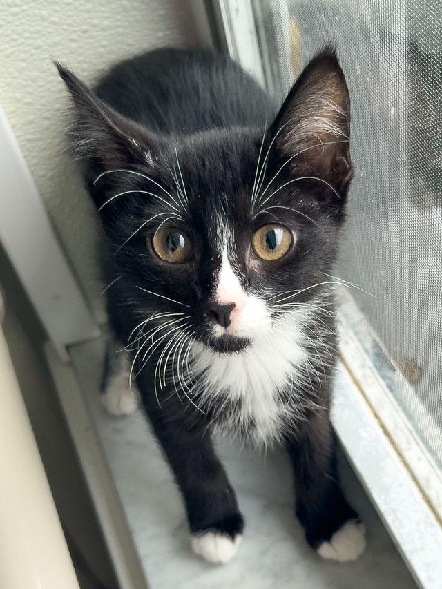 Norma Jean, a ADOPTABLE Domestic Short Hair in Myakka City, FL image 2/2