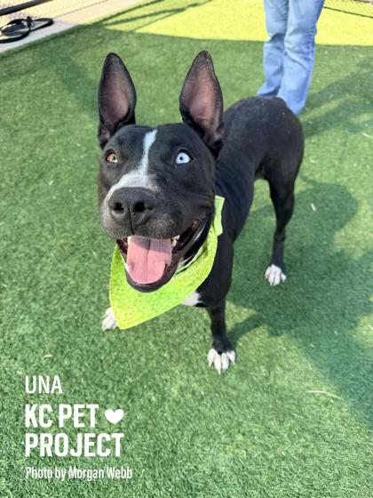 Una, Adoptable, Adult Female Pit Bull Terrier & Mixed Breed.