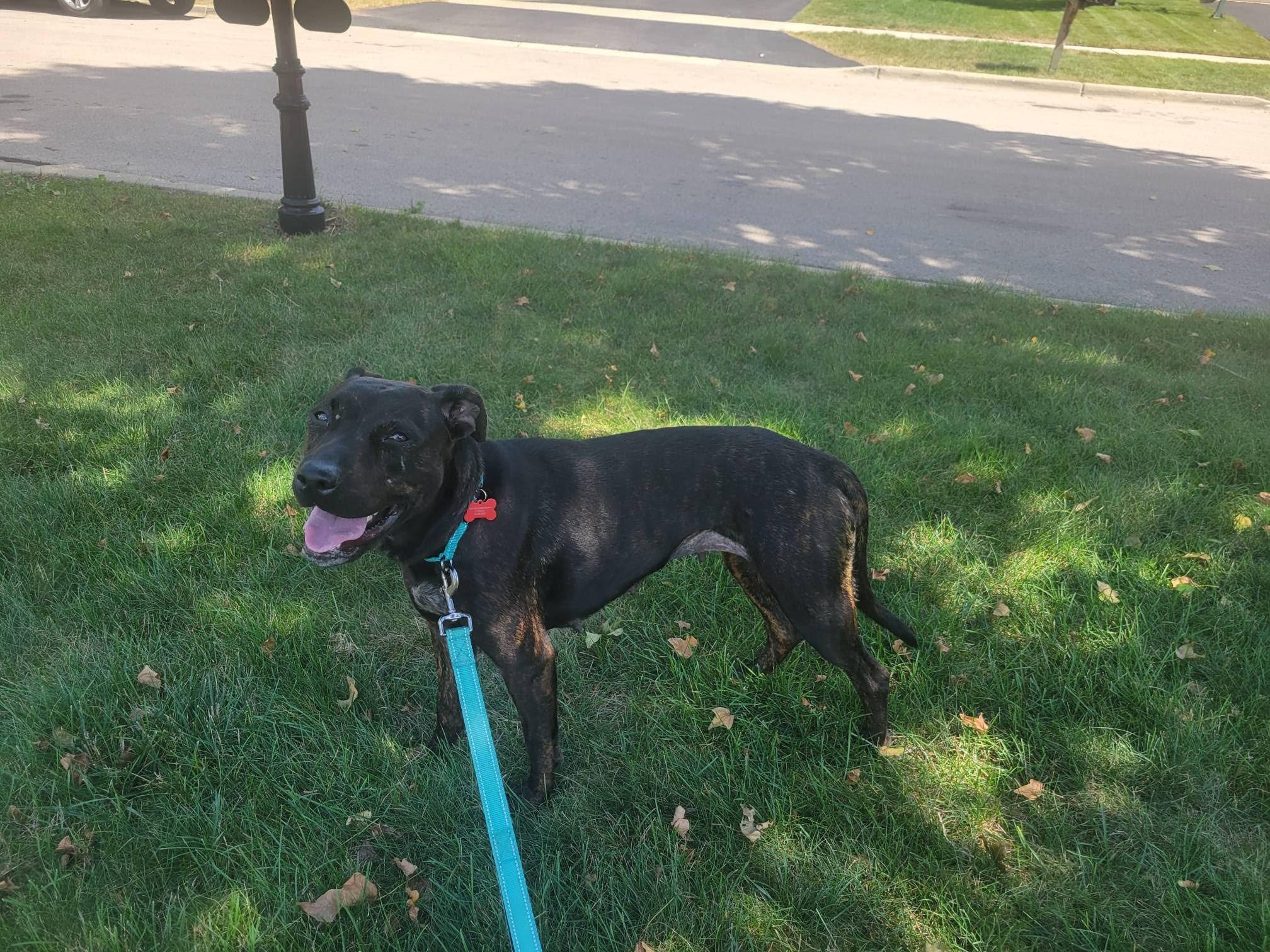 Enlarge Louise, a Adopted mixed breed in Gilberts, IL image 2/6