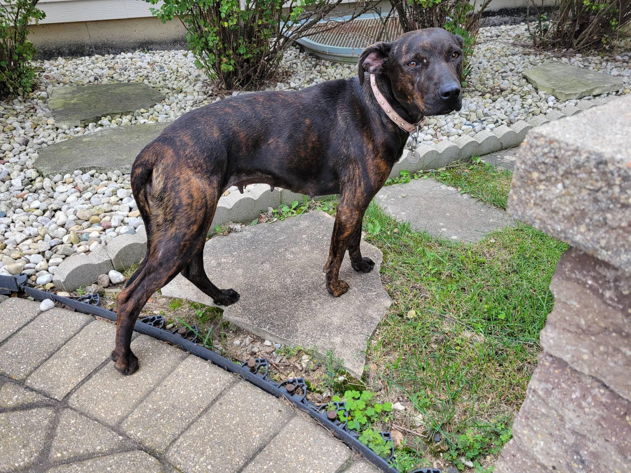 Enlarge Louise, a Adopted mixed breed in Gilberts, IL image 3/6