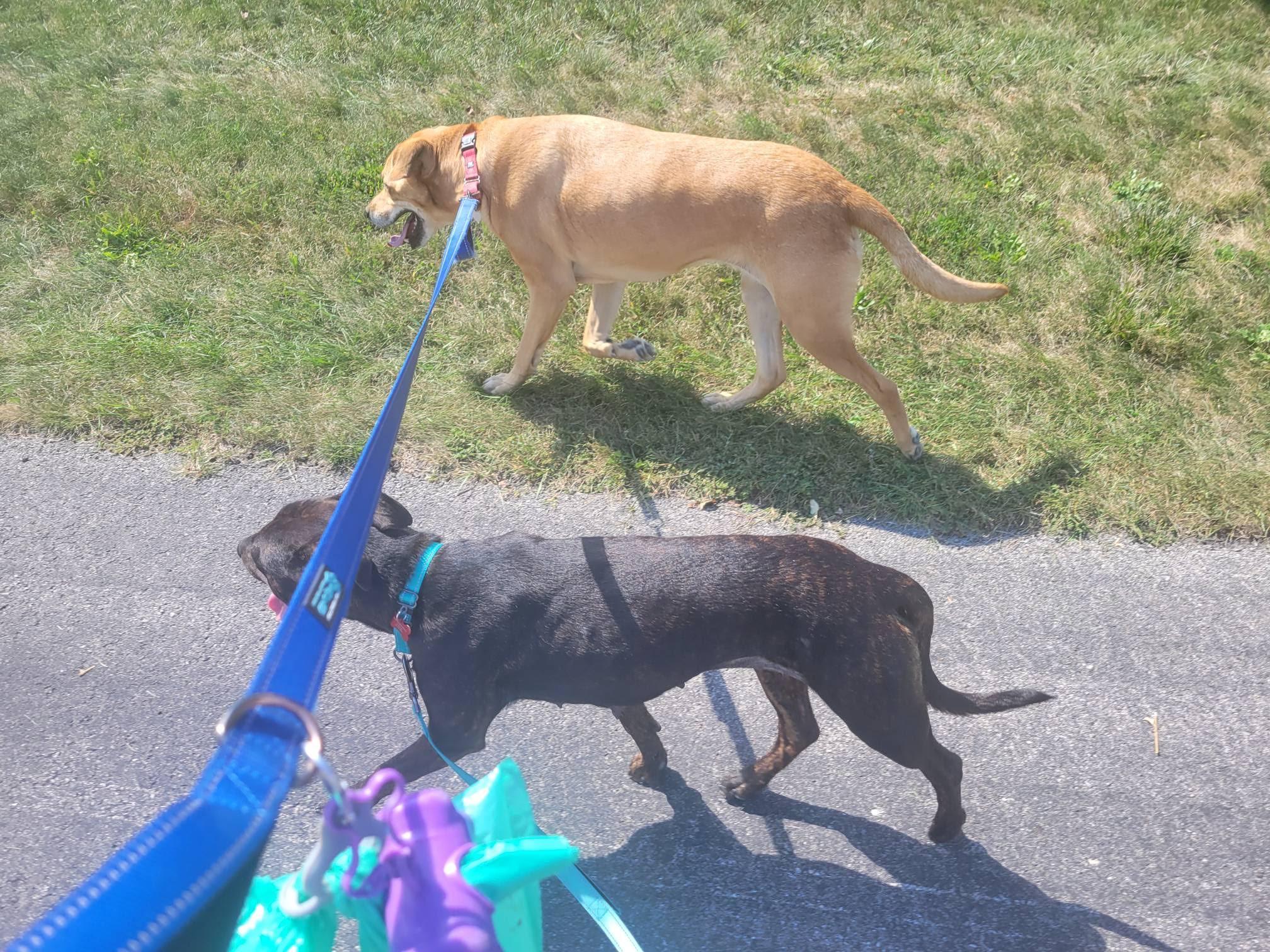 Enlarge Louise, a Adopted mixed breed in Gilberts, IL image 4/6