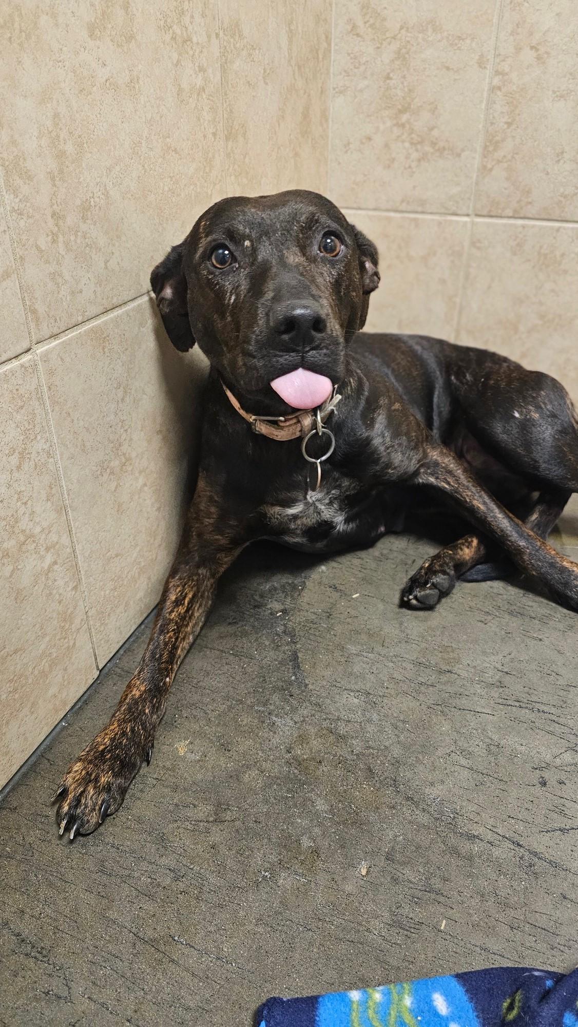 Enlarge Louise, a Adopted mixed breed in Gilberts, IL image 1/6
