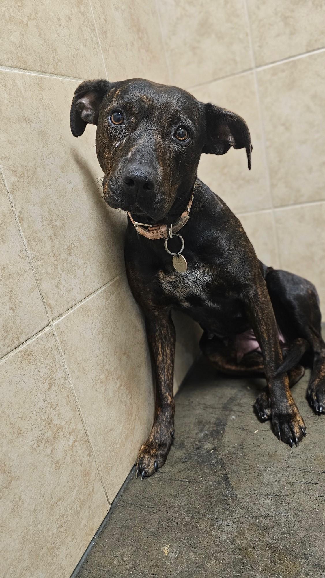 Enlarge Louise, a Adopted mixed breed in Gilberts, IL image 6/6