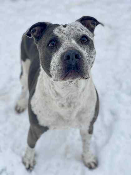 Qb, Adoptable, Adult Female Mixed Breed & Mixed Breed.