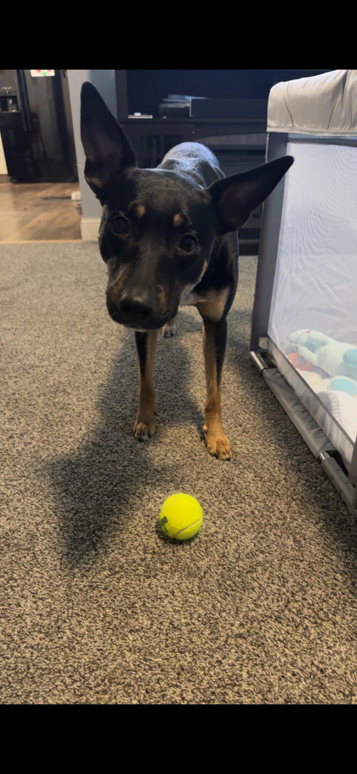 Enlarge Mousse, a Adoptable mixed breed in Amboy, IL image 1/3