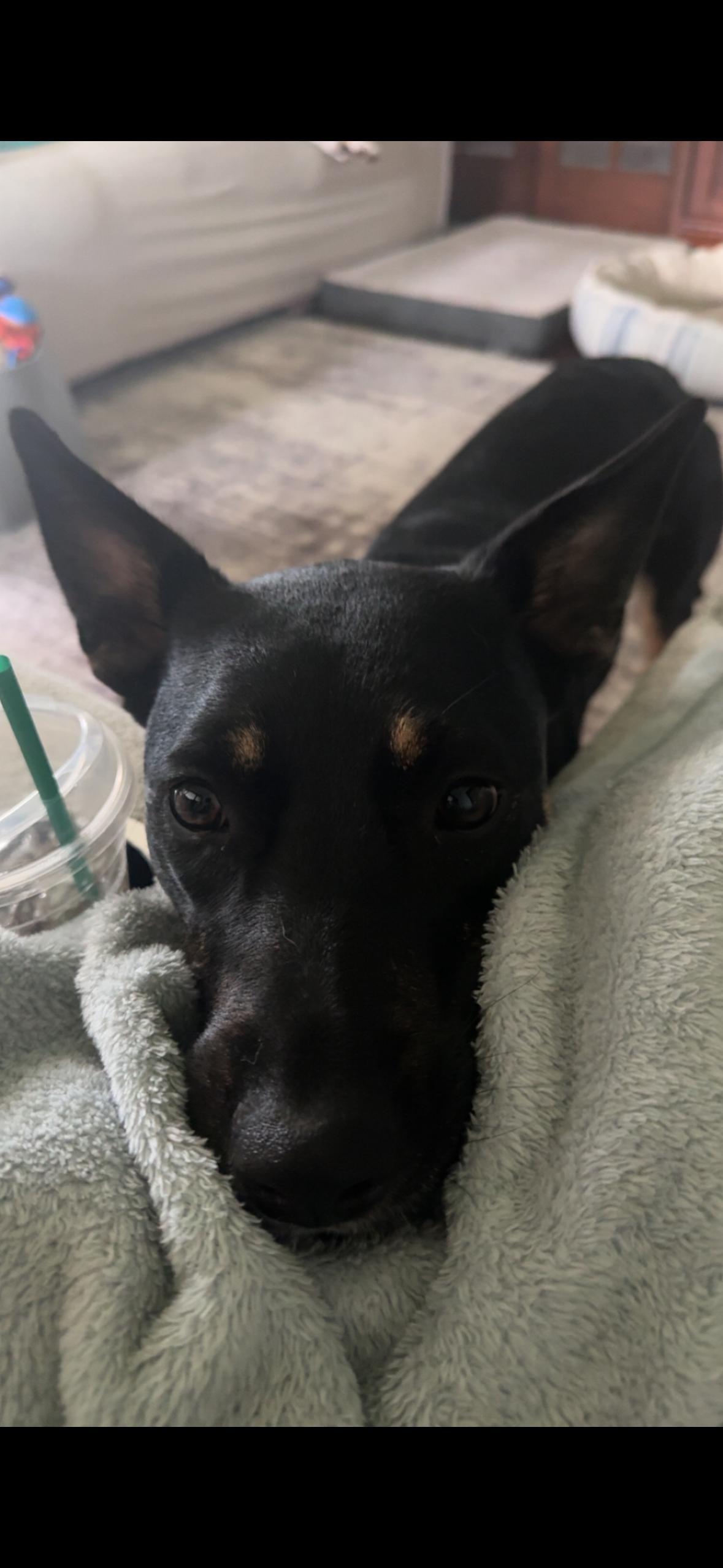 Enlarge Mousse, a Adoptable mixed breed in Amboy, IL image 3/3