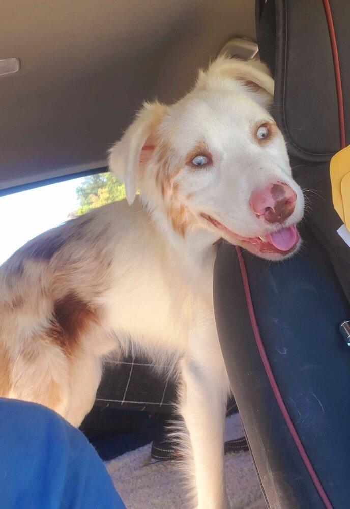 Enlarge Riley (TN), a Adoptable Australian Shepherd in New York, NY image 1/3