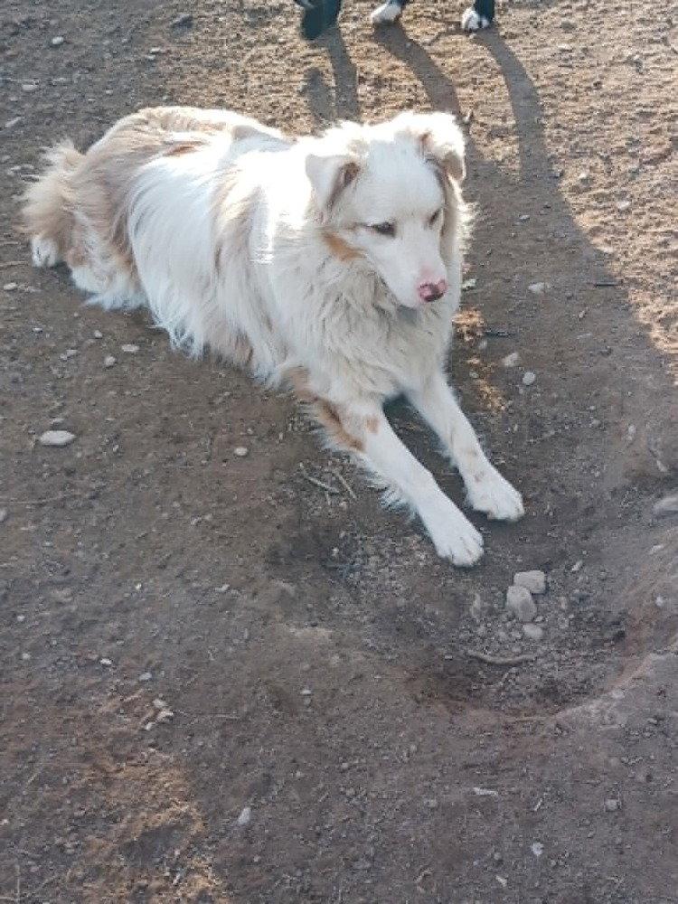 Riley (TN), Adoptable, Adult Male Australian Shepherd.