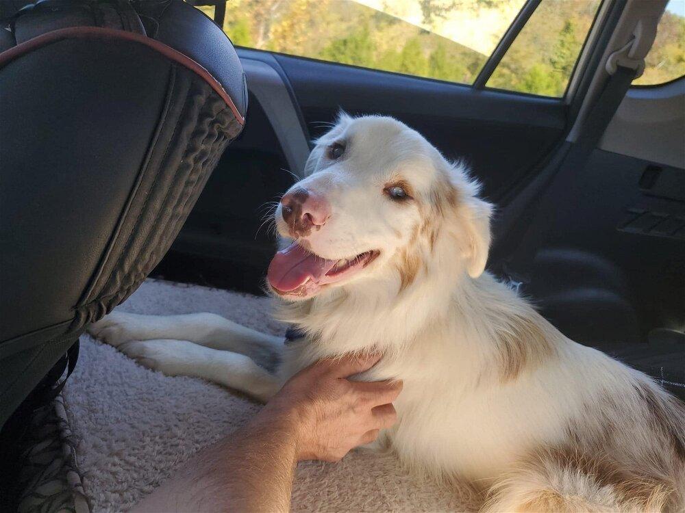 Riley (TN), a Adoptable Australian Shepherd in New York, NY image 2/3