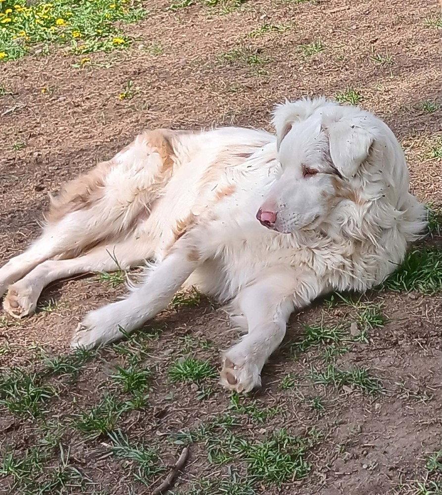 Riley (TN), a Adoptable Australian Shepherd in New York, NY image 3/3
