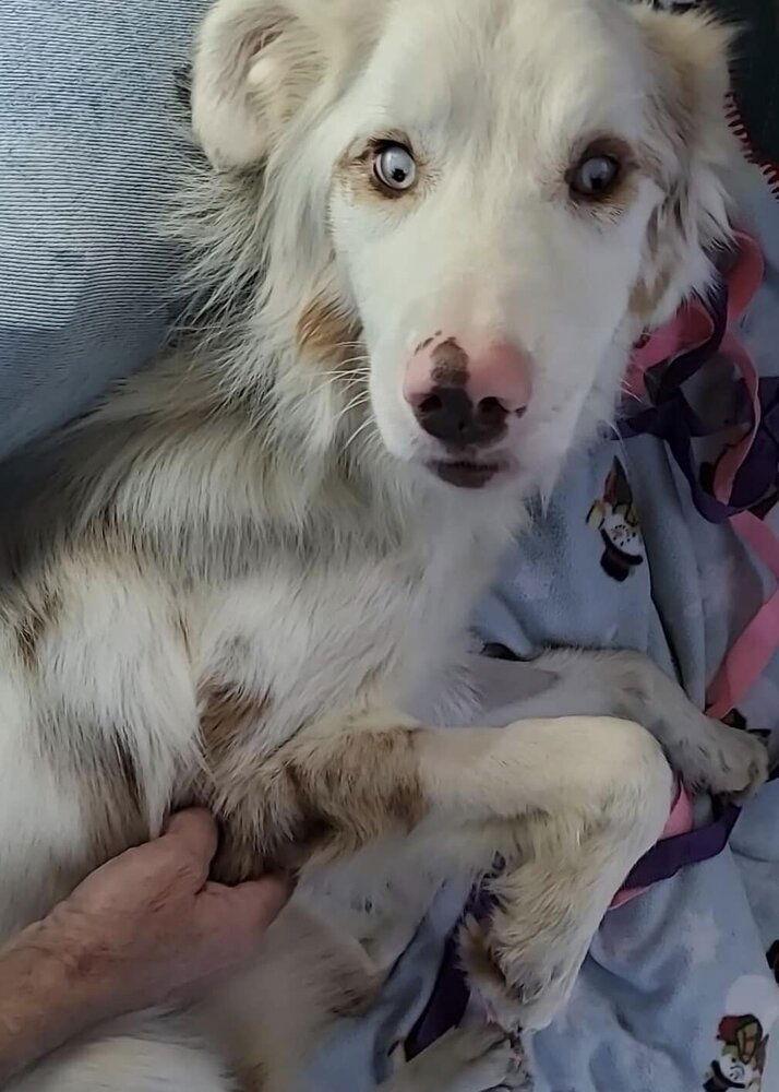 Enlarge Riley (TN), a Adoptable Australian Shepherd in New York, NY image 3/3