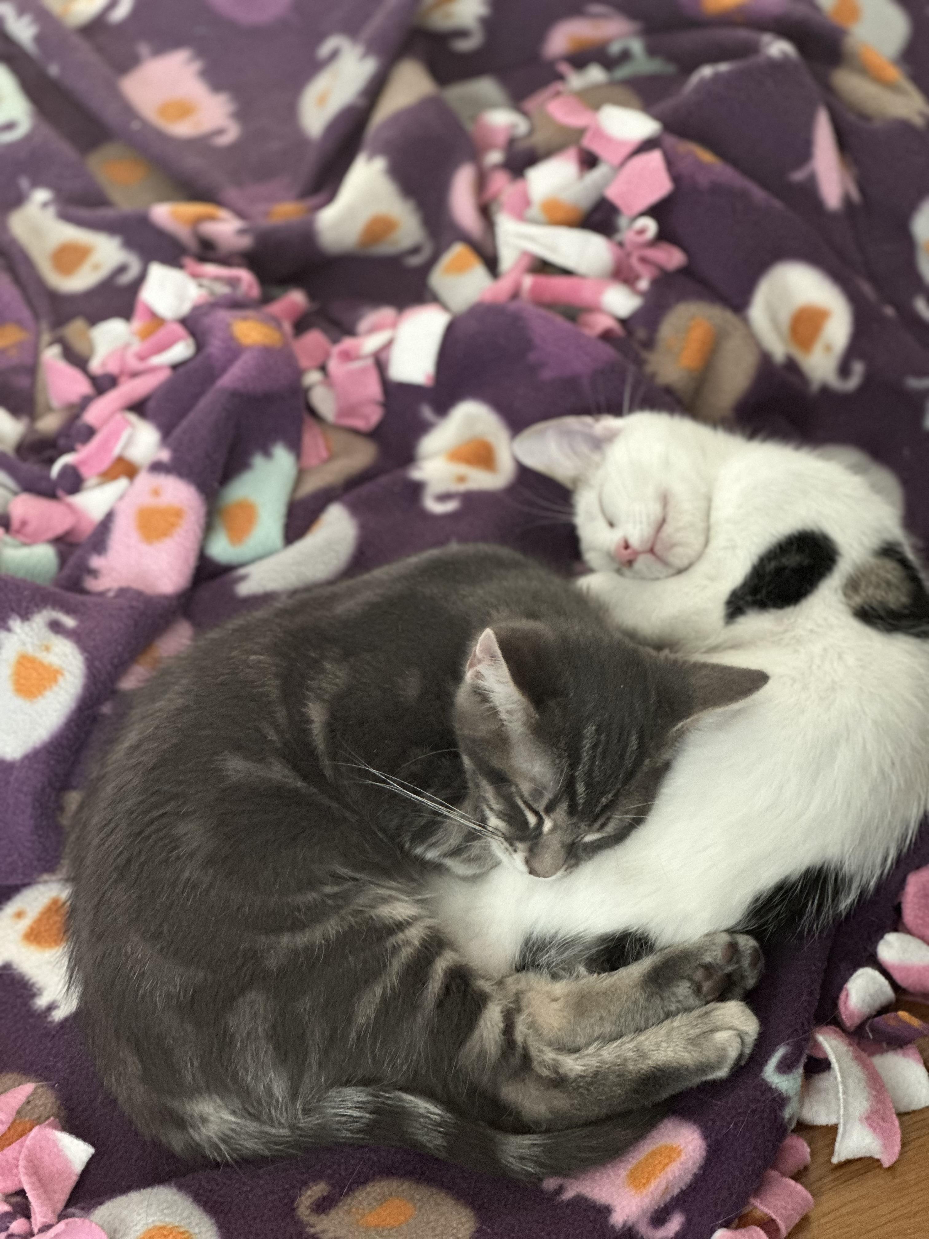 Pierre + Daphne