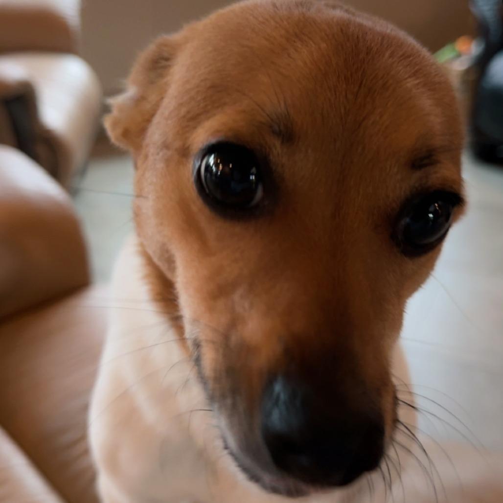 Enlarge Sparky, a Adoptable Jack Russell Terrier in Cashmere, WA image 1/3