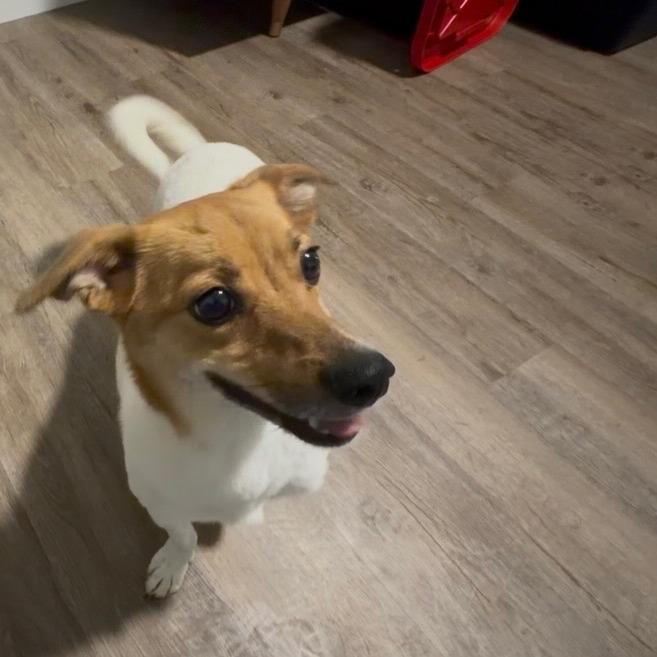 Enlarge Sparky, a Adoptable Jack Russell Terrier in Cashmere, WA image 2/3